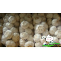 Fresh white garlic/Fresh garlic/Jinxiang Garlic